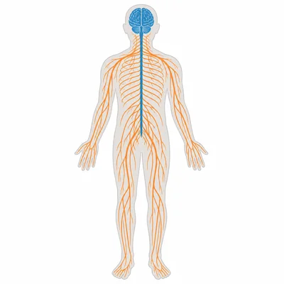 Human silhouette showing brain and spinal cord with branching nerves.