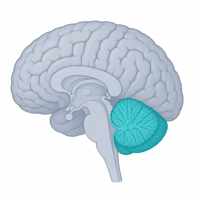 Side view of a brain with the cerebellum highlighted.