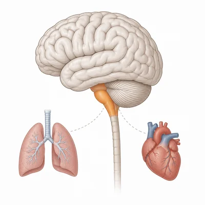 Brain diagram with the brainstem highlighted near heart and lungs icons.