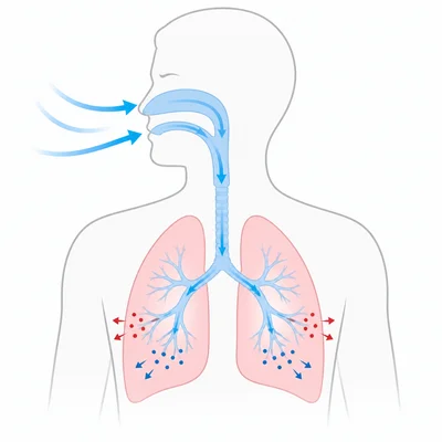 Diagram of air entering the lungs and gases being exchanged.