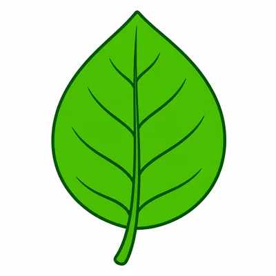 A large green leaf with veins.